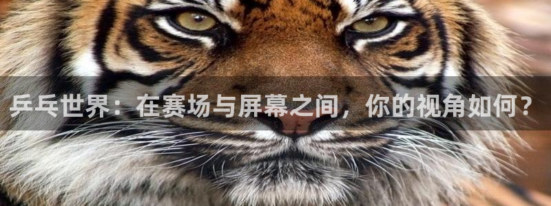 绿茵直播体育在线观看免费：乒乓世界：在赛场与屏幕之间，你的视角如何？